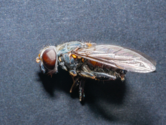 Helophilus hochstetteri