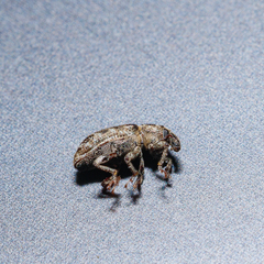 Listronotus bonariensis