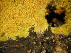 Crustodontia chrysocreas