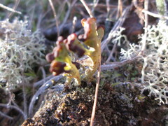 Cladonia cariosa