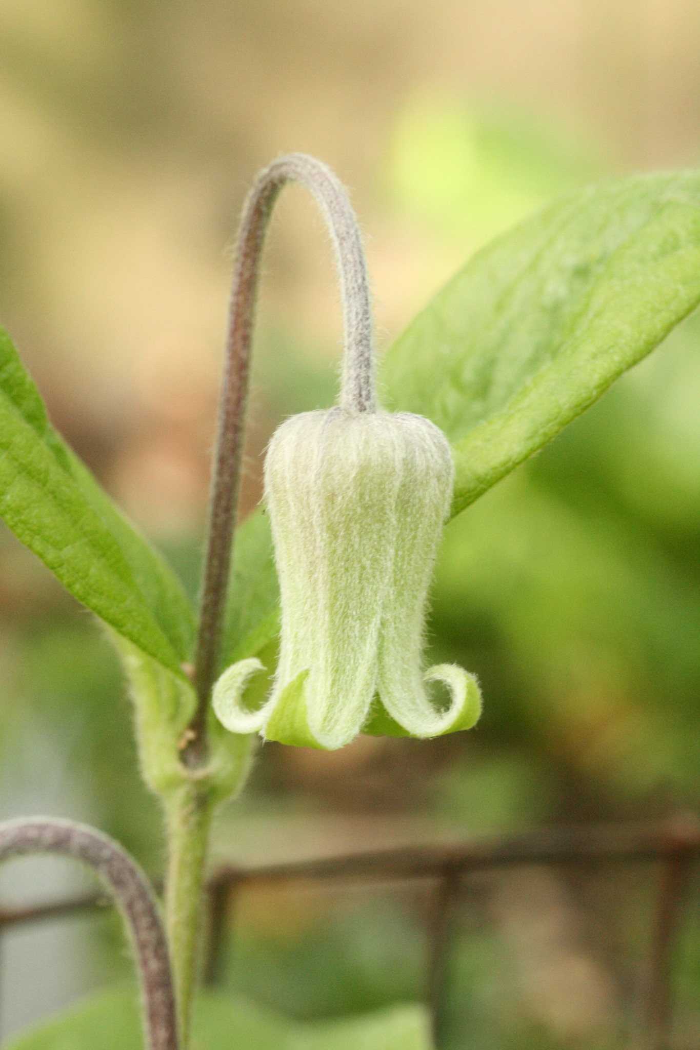 Clematis ochroleuca