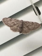 Idaea violacearia
