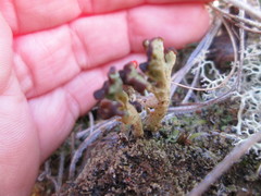 Cladonia cariosa