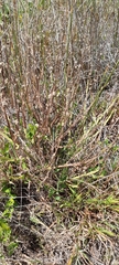 Baccharis subtropicalis