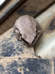 Litoria rubella