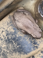 Litoria rubella
