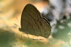 Paryphthimoides sylvina