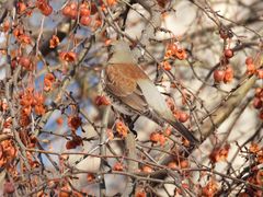 Turdus pilaris