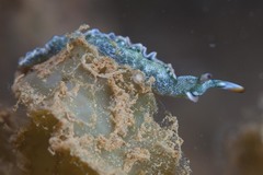 Thuridilla carlsoni