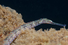 Corythoichthys schultzi