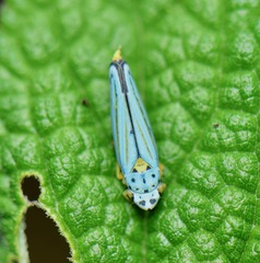 Graphocephala atropunctata