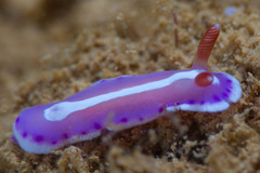Mexichromis similaris