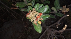 Rhus standleyi