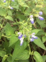 Salvia rypara