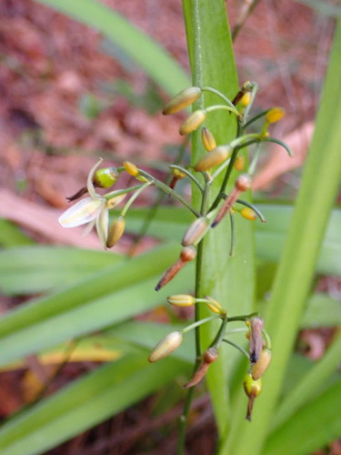 Asphodelaceae image