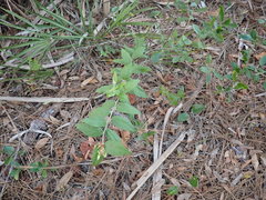 Vaccinium fuscatum image