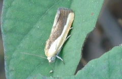 Ponometia exigua