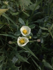 Sagittaria montevidensis