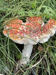 Amanita muscaria