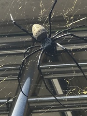 Trichonephila antipodiana