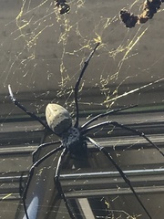 Trichonephila antipodiana