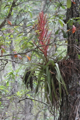 Tillandsia parryi