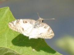 Polyctor