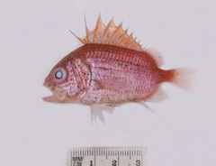 Ostichthys japonicus