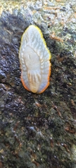 Peltella