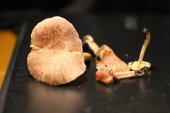 Gymnopilus dilepis