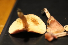 Gymnopilus dilepis