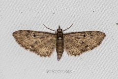 Eupithecia