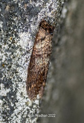 Lepidoptera