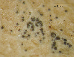 Phomopsis cunninghamii