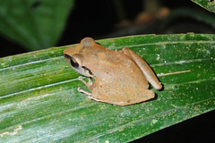 Pristimantis achatinus
