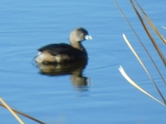 Podilymbus podiceps