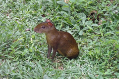 Dasyprocta variegata