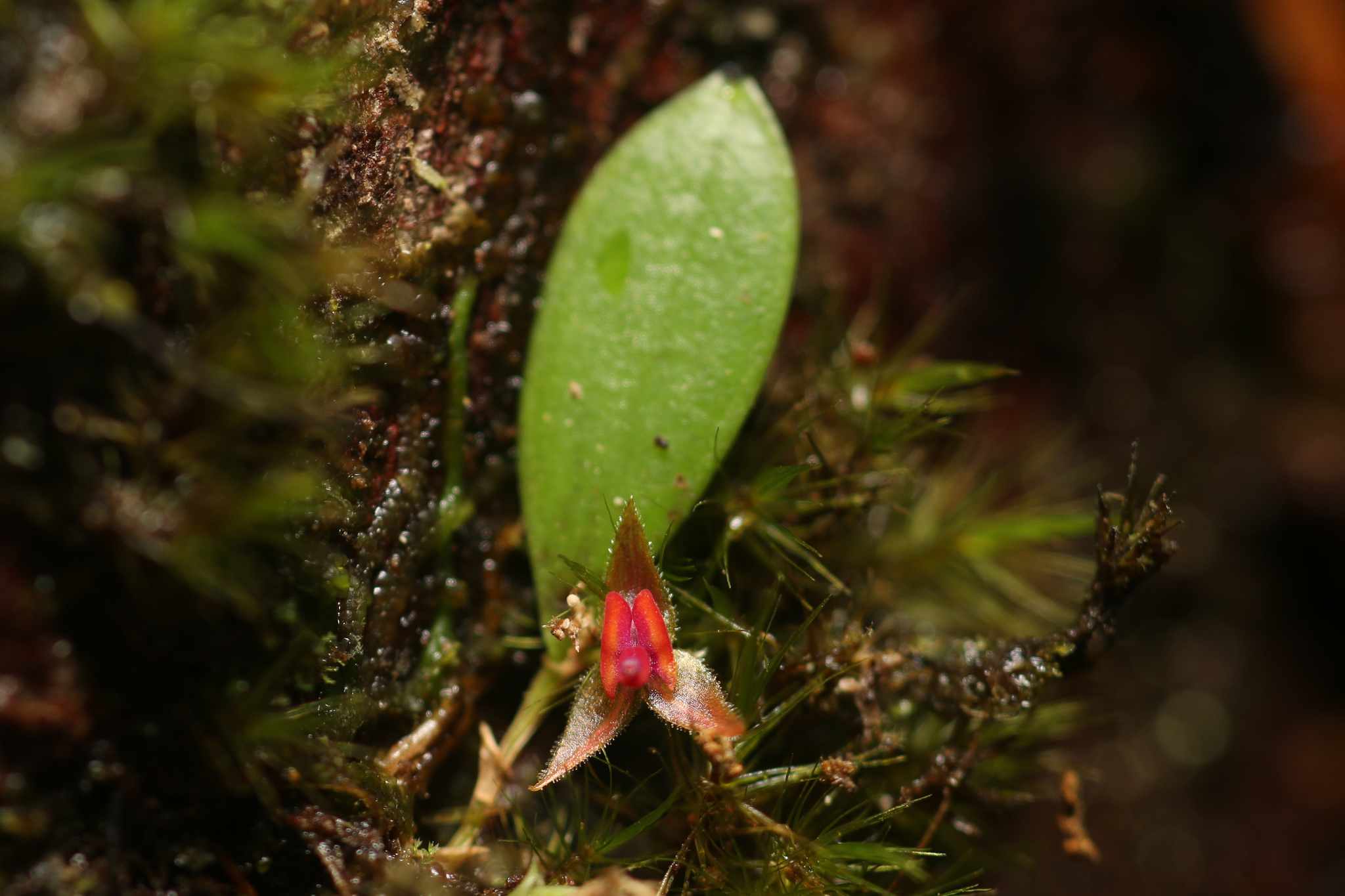 Lepanthes eltoroensis