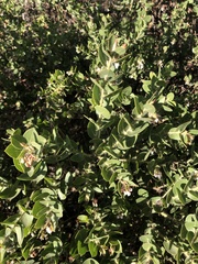 Arctostaphylos purissima purissima