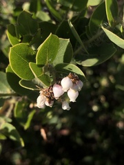 Arctostaphylos purissima purissima