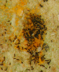 Phragmidium mucronatum