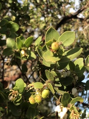 Arctostaphylos purissima purissima