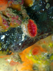 Monomyces rubrum
