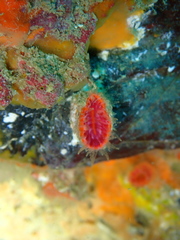Monomyces rubrum