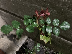 Rosa centifolia