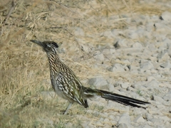 Geococcyx californianus