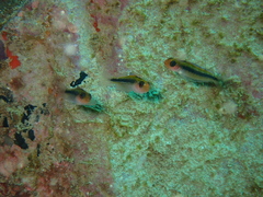 Forsterygion maryannae