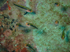 Forsterygion maryannae