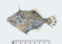Paramonacanthus lowei