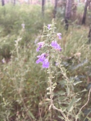Salvia pallida